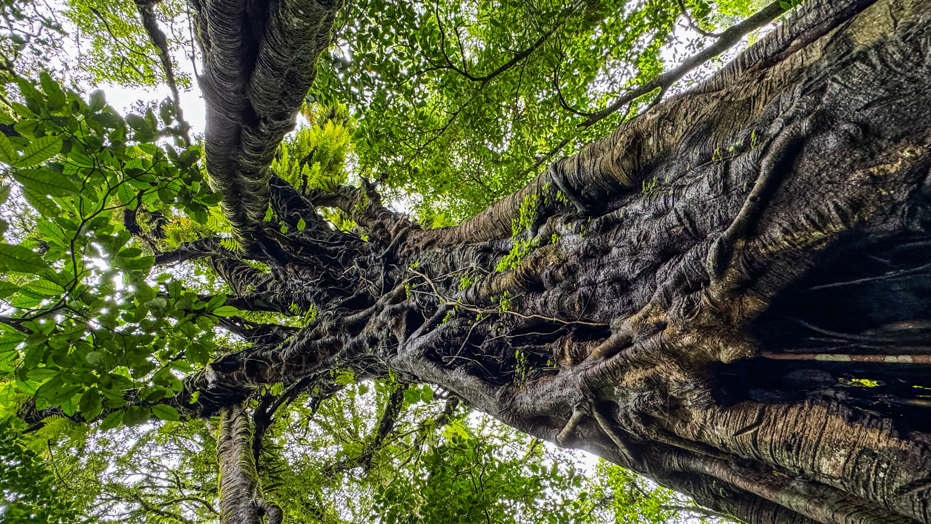 Acelerar los derechos sobre las tierras indígenas es un imperativo climático:  Proteger los bosques de Indonesia ante las crecientes amenazas